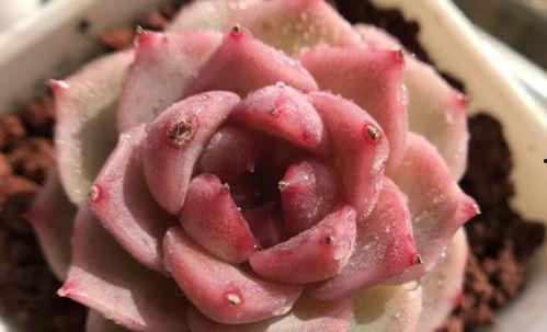 糖心肉视频,口感酥脆，甜而不腻，家庭必备美食教程