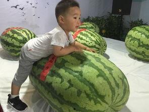 运城今日吃瓜事件,揭秘背后真相与网络舆论风暴